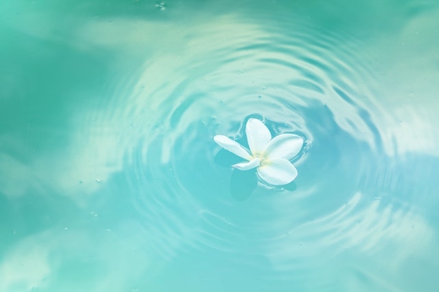 Flor de Plumeria branca na água