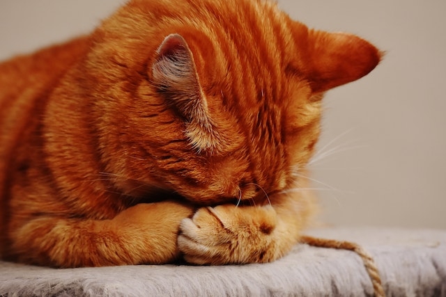 Oranje kat die zijn gezicht verbergt